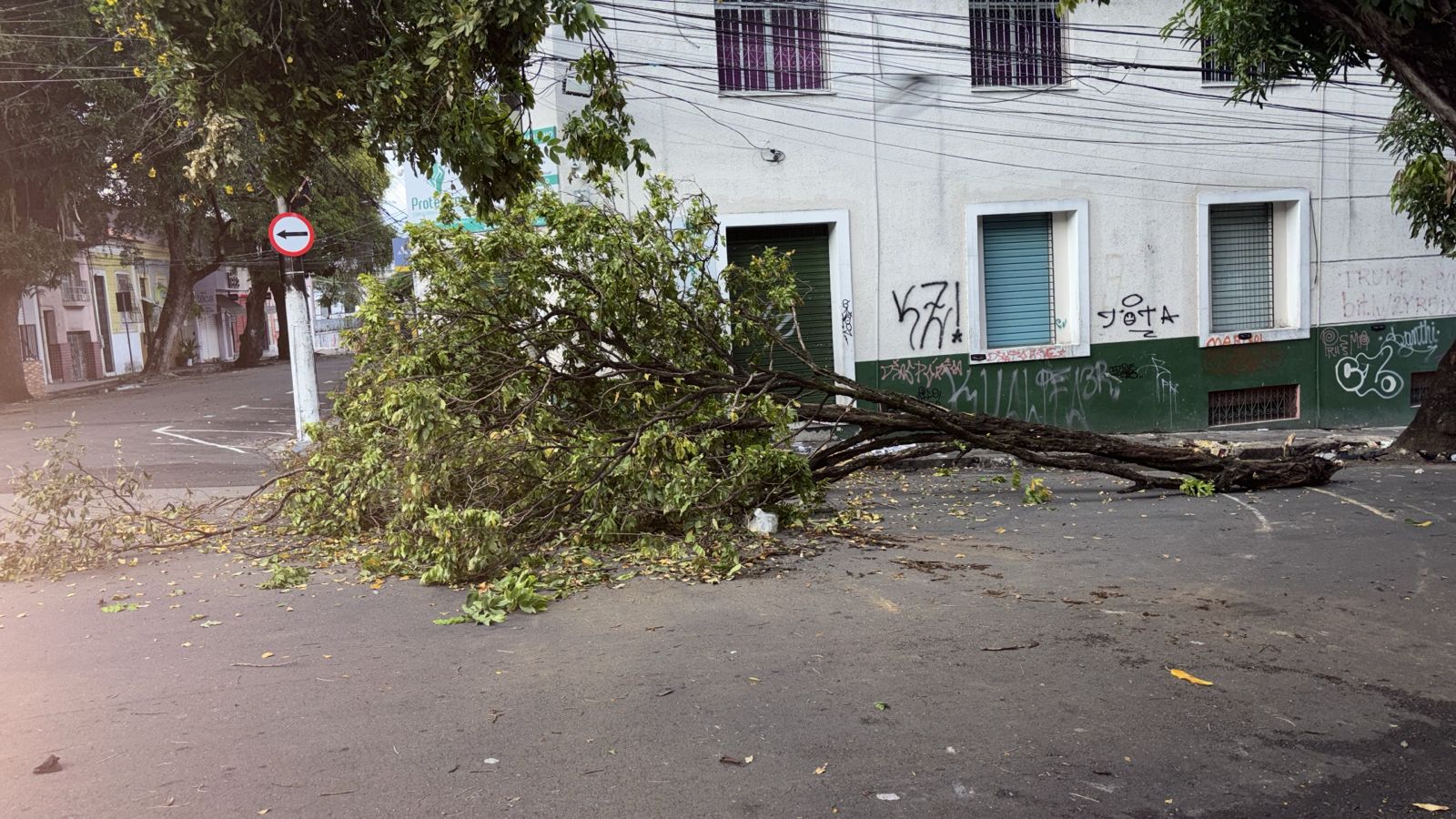 Parte de árvore desaba e bloqueia rua no centro de Manaus