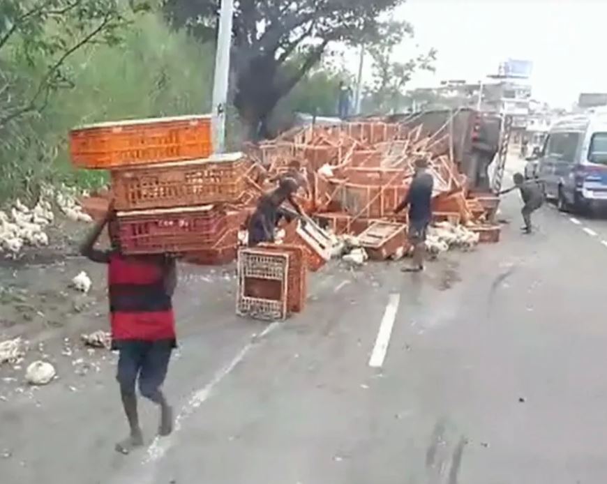 Fuga Das Galinhas Carreta Aves Vivas Tomba E Animais Ficam