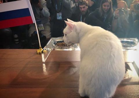 Gato Vidente Faz Primeira Previs O Para Copa Do Mundo Saiba Qual