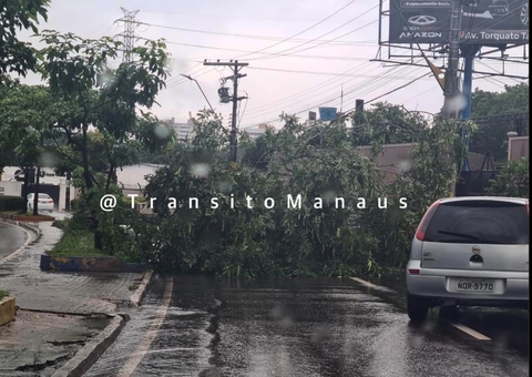 Rvore Tomba Bloqueia Avenida E Causa Congestionamento Em Manaus