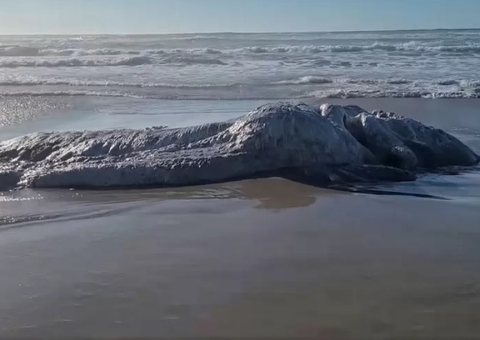 Monstro Marinho Encontrado Em Praia Nos Estados Unidos