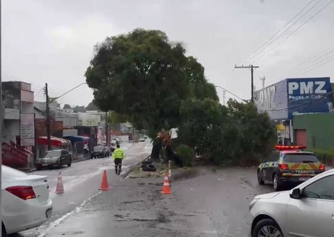 Árvore tomba e bloqueia avenida em Manaus