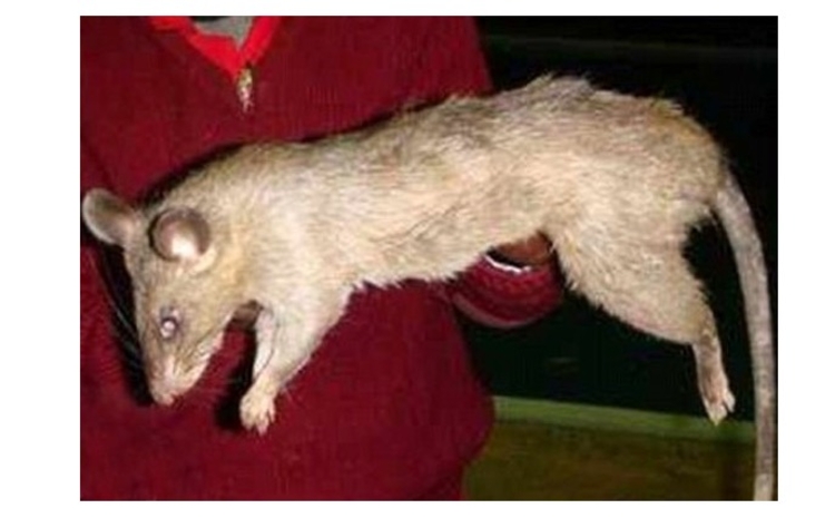 Raro rato gigante (do tamanho de um bebé) fotografado vivo pela primeira  vez - ZAP Notícias