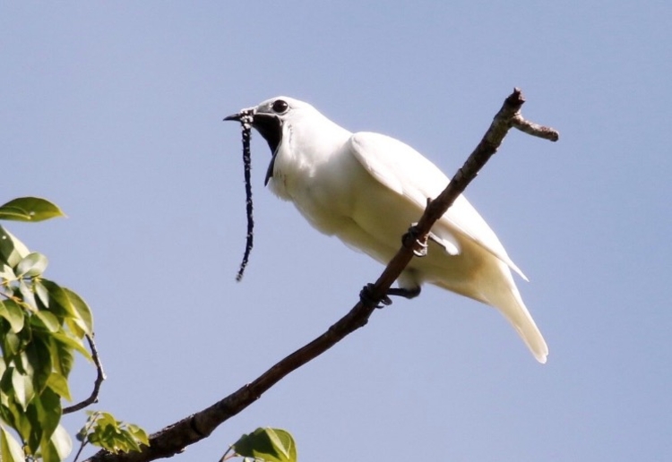 Foto: Divulgação / Inpa