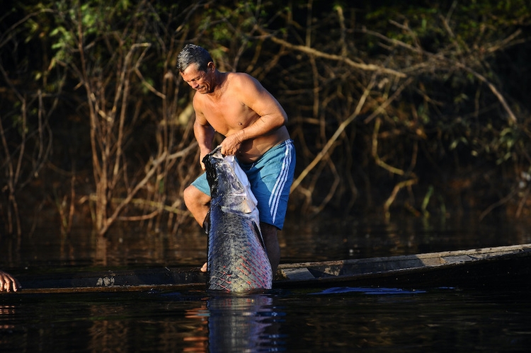 Programa prevê pagar R$ 1/kg do pirarucu manejado - Foto: Divulgação/Secom AM