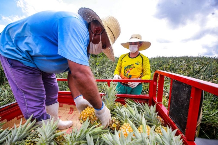 Agronegócios do Amazonas cresce quase 6% em 2019 - Foto: Arthur Castro/Secom