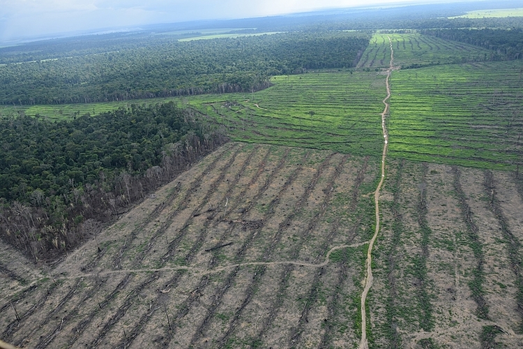 Foto: Fotografia registrada por analista em geoprocessamento evidencia as etapas do desmatamento na Amazônia – Por: Juan Doblas