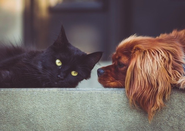 Cães e gatos sofrem com os abandonos (Foto: Pixabay)