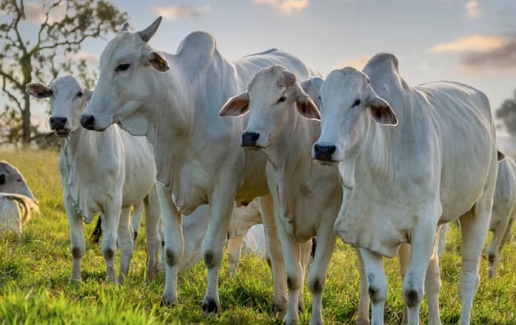 Foto: Ministério da Agricultura