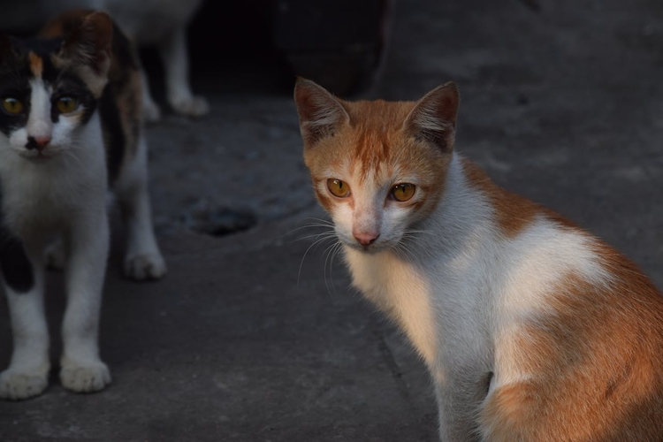 Foto: Reprodução Pexels