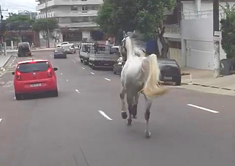 VI Feira do Cavalo da Maia