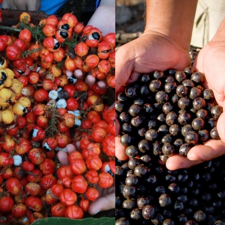 Foto: Divulgação / Frutos do guaraná e açaí