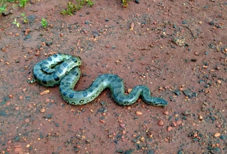 Cobra é de um tipo diferente - Foto: Reprodução PMA