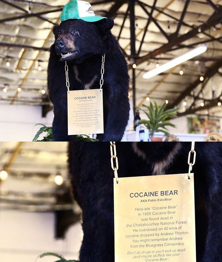 Cocaine Bear: filme conta a história de urso que consumiu cocaína