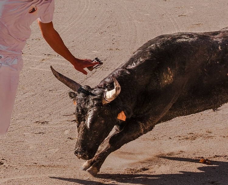 Homem morre após ser chifrado por touro em festival na Espanha