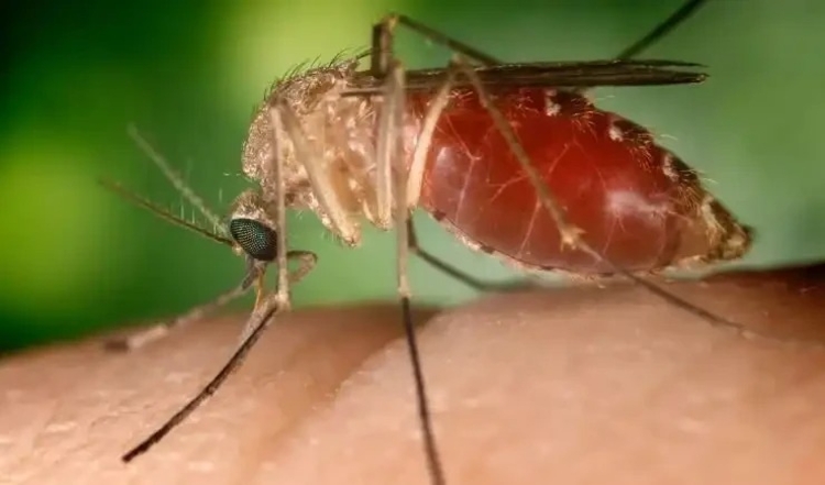 Foto: Maruim / mosquito transmissor da Febre Oropouche