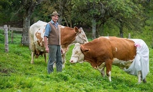 Agricultor coloca fralda em suas vacas, após nova lei que proíbe esterco nas pastagens