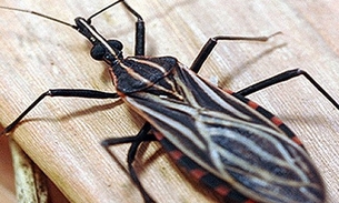 Susam identifica surto de Doença de Chagas no município de Carauari