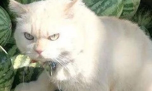 Gato 'furioso' tem atitude inusitada e faz sucesso na web