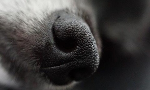 Cão surpreende ao aparecer sorrindo com dentaduras