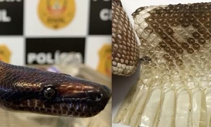 Polícia encontra mais uma cobra de jovem picado por Naja e se preocupa ao ver pele de surucucu