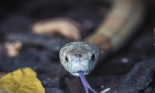 Naja que quase matou estudante ganha ensaio fotográfico