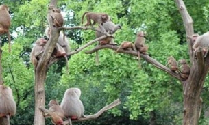 Macacos atacam turistas com facas e furadeiras em Safari 