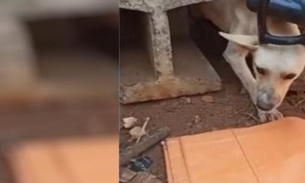 Cachorro é resgatado após ficar preso entre postes de concreto