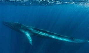 Mulher é esmagada por baleias durante mergulho em tanque de evento