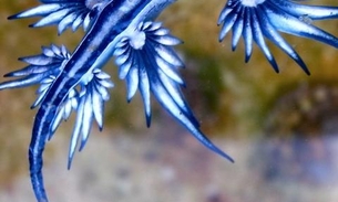 Dragão azul raro é encontrado em praia no Brasil