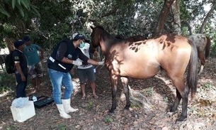 Cavalos são sacrificados por conta de doença infectocontagiosa no Amazonas