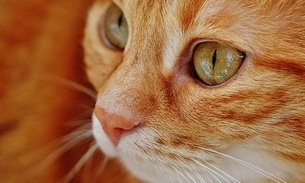 Tipos de gatos que mais combinam com cada signo; descubra