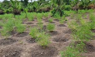 Polícia encontra plantações de maconha em Nova Olinda do Norte 
