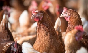 Santa Catarina faturou US$ 122,5 milhões com exportação de frango em julho