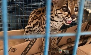 Gato-maracajá é resgatado de jaula em oficina no Centro de Manaus 