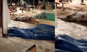 Em cena chocante, bezerro é resgatado após cair em piscina de hotel 
