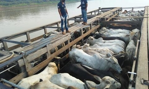 Transporte de animais e vegetais exige documentação sanitária