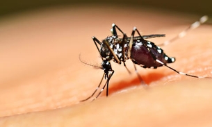 Vacina contra dengue será testada em voluntários de Manaus