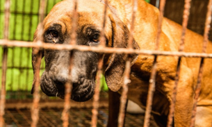 Cão é solto após viver a vida preso em jaula em fábrica de carne de cachorro 