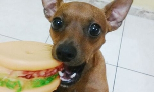 Ajudem a encontrar meu cachorro, por favor