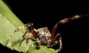 Conheça a aranha que realiza sexo oral durante o acasalamento