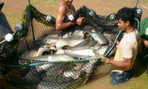 Lei que desburocratiza criação de peixe em cativeiro é aprovada na Aleam