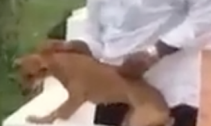 Vídeo chocante mostra cadela sendo arremessada do alto de prédio