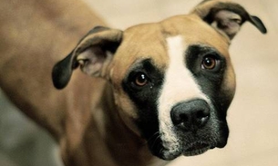 Vira-latas são torturados para serem vendidos como cães de raça