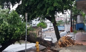 Após temporal árvore cai e atrapalha trânsito na Zona Sul de Manaus 