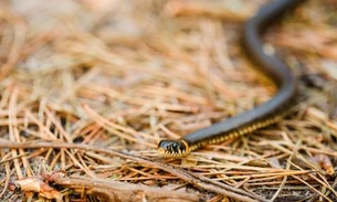 Raiz seca é usada para aliviar picada de cobra e reumatismo