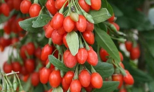 Rica em Vitamina C, Goji Berry é a  queridinha dos nutricionistas