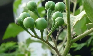 Raízes e frutos de planta são considerados antidiabéticos 