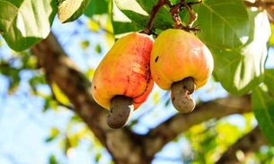 Vitamina C de fruta é superior à da laranja