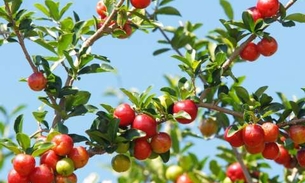 Cultivada em quintais, fruta é rica em Vitamina C 